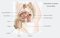 Anatomy of the human male reproductive system.