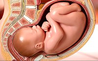 Anatomical model of the human fetus at 38 weeks after fertilization in the mother's womb, its head resting against the cervix.