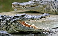 Crocodiles are large aquatic reptiles that live throughout the tropics in Africa, Asia, the Americas and Australia.