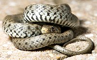 Snakes are elongate, legless, carnivorous reptiles.