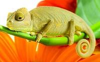 Chameleons are a highly specialized type of lizards found in warm habitats.