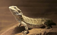 Lizards are a very large and widespread group of reptiles with over 3800 species.
