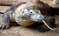 Komodo dragon is the largest living species of lizard, currently found in the Indonesia.