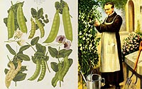 Gregor Mendel discovered the basic principles of heredity through experiments with pea plants in his garden.